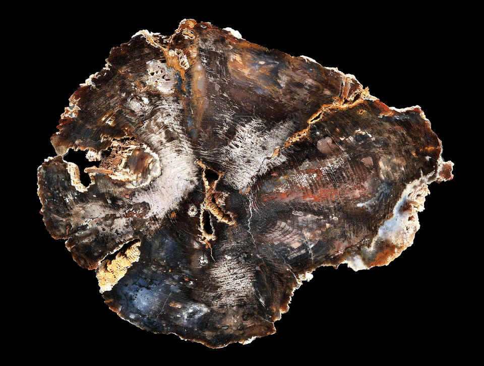 Petrified Wood Specimens